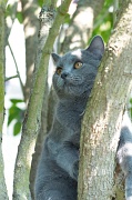 CHARTREUX_021