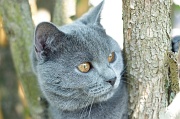 CHARTREUX_022