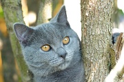 CHARTREUX_023