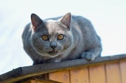 CHARTREUX_025