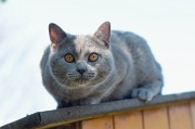 CHARTREUX_026