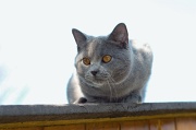 CHARTREUX_027