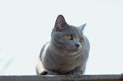 CHARTREUX_028