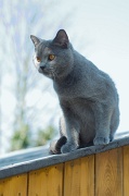 CHARTREUX_029