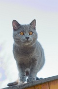 CHARTREUX_030