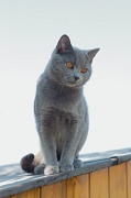 CHARTREUX_031