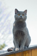 CHARTREUX_032