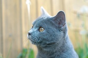 CHARTREUX_034