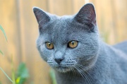 CHARTREUX_035