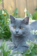 CHARTREUX_036