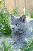 CHARTREUX_037