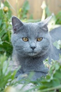 CHARTREUX_038