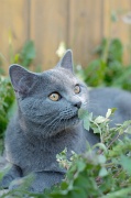 CHARTREUX_039