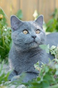 CHARTREUX_040