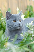 CHARTREUX_041