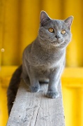 CHARTREUX_043