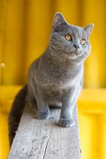 CHARTREUX_044