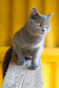 CHARTREUX_045