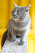 CHARTREUX_046