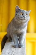 CHARTREUX_047