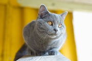 CHARTREUX_049