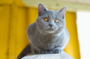 CHARTREUX_050