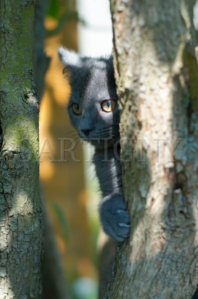 CHARTREUX_C003.jpg