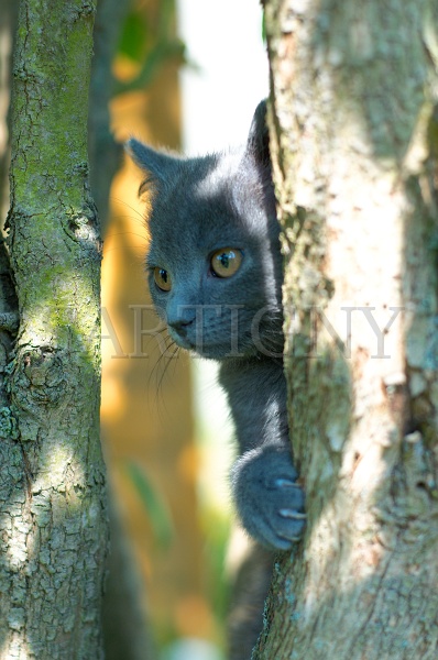 CHARTREUX_C004.jpg