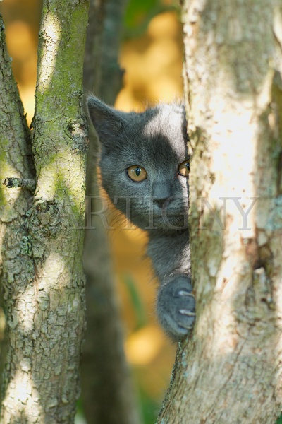 CHARTREUX_C007.jpg