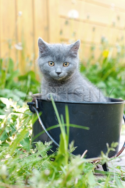 CHARTREUX_C025.jpg