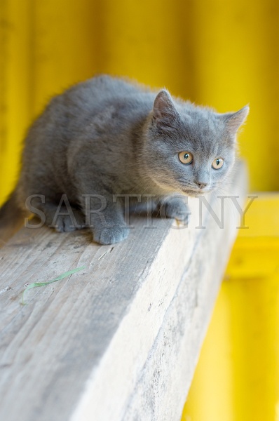 CHARTREUX_C031.jpg
