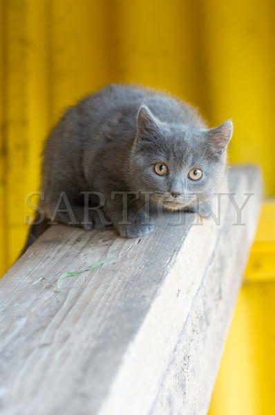 CHARTREUX_C033.jpg