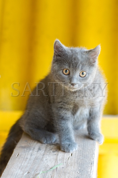 CHARTREUX_C036.jpg