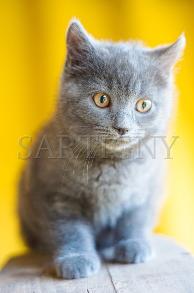 CHARTREUX_C039.jpg