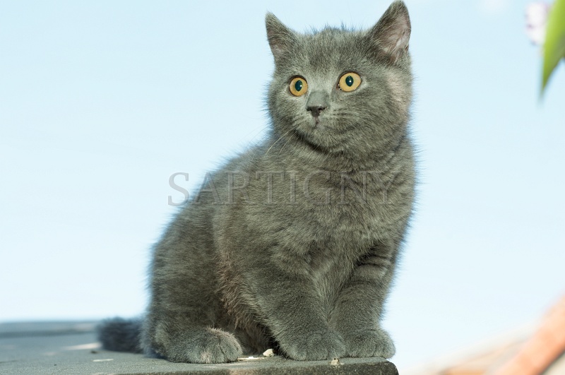 CHARTREUX_C041.jpg