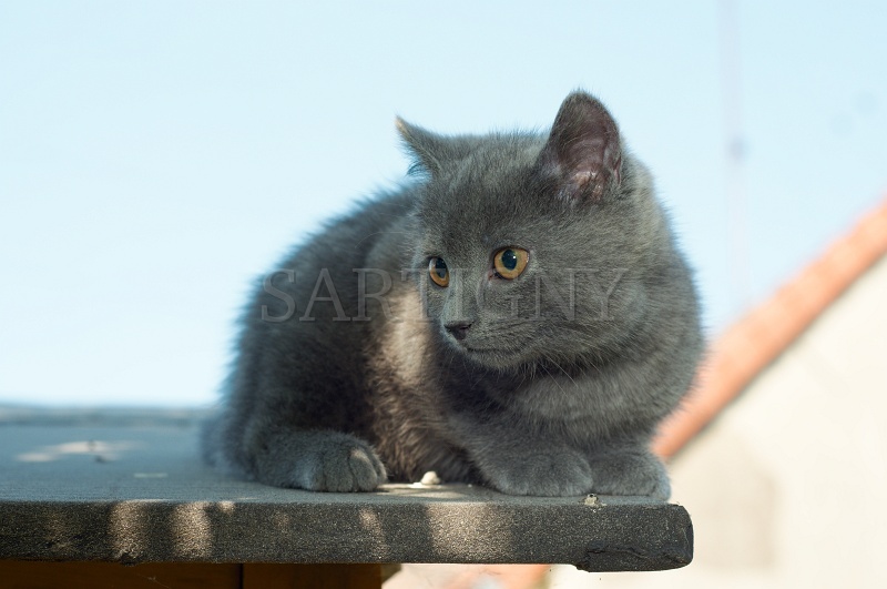 CHARTREUX_C052.jpg