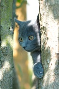 CHARTREUX_C006