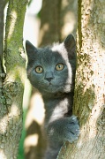 CHARTREUX_C014