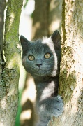 CHARTREUX_C015