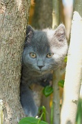 CHARTREUX_C020