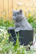 CHARTREUX_C021