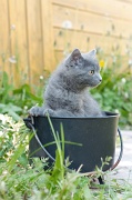 CHARTREUX_C022