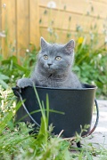 CHARTREUX_C023