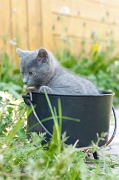 CHARTREUX_C024