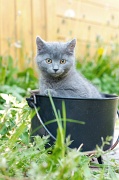 CHARTREUX_C025