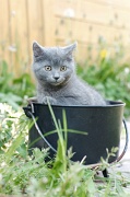 CHARTREUX_C026