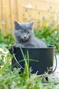 CHARTREUX_C027