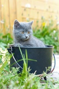 CHARTREUX_C028