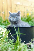 CHARTREUX_C029