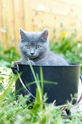 CHARTREUX_C030